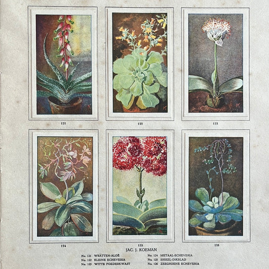 6 Verkade plaatjes Kamerplanten 1928 (121-126)