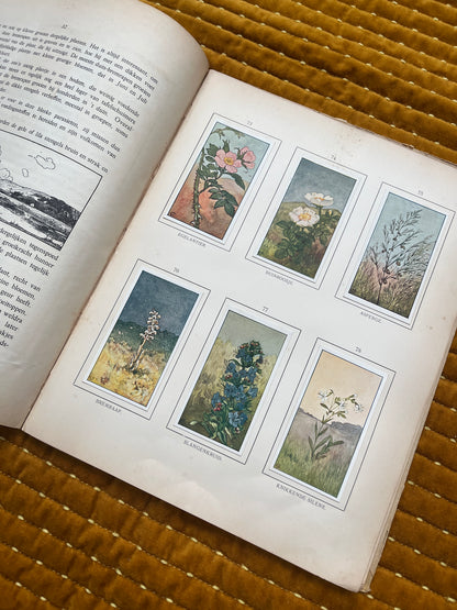 Zomer Verkade Plaatjesalbum 1907 (derde druk)