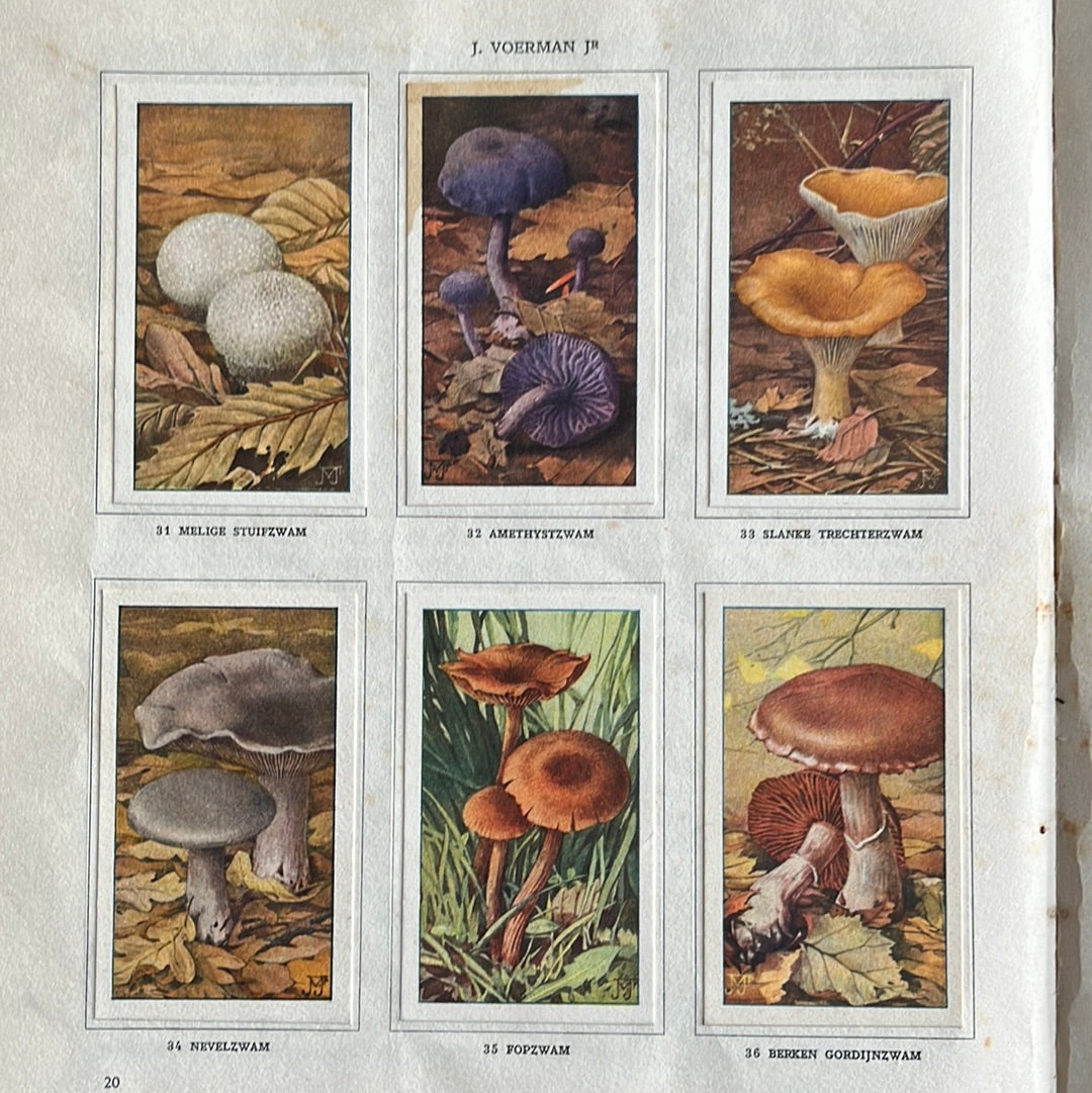 6 Verkade pictures Mushrooms 1929 (31-36)