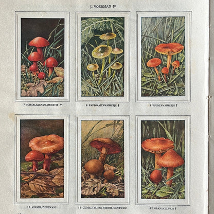 6 Verkade pictures Mushrooms 1929 (7-12)