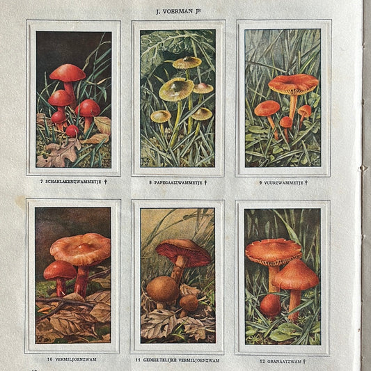 6 Verkade-Bilder Pilze 1929 (7-12)