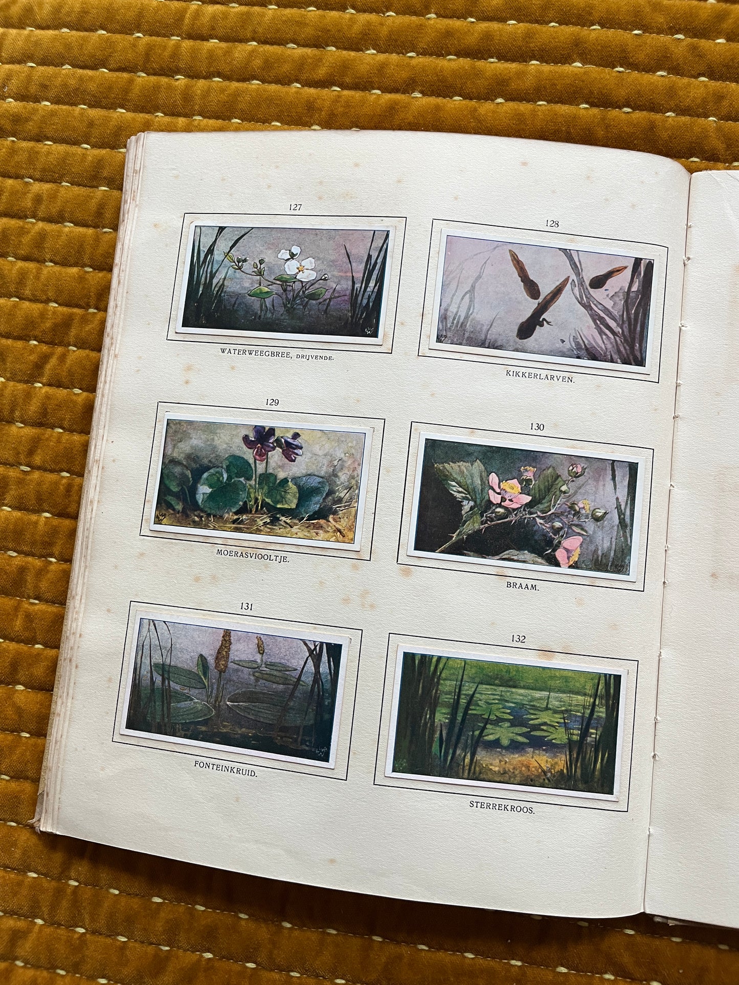 Das Naardermeer Verkade-Bilderalbum 1912