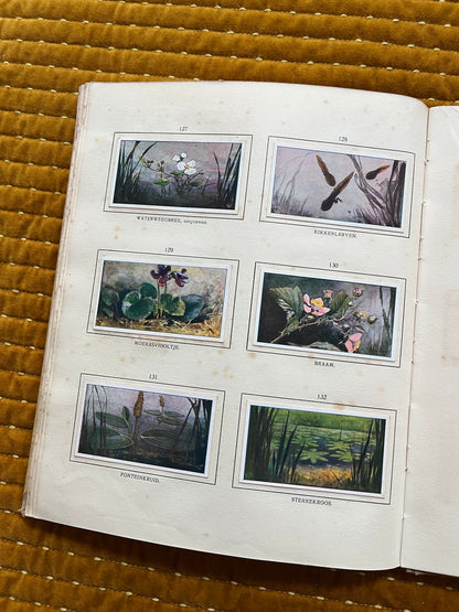 Das Naardermeer Verkade-Bilderalbum 1912