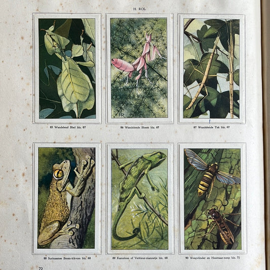 6 Verkade plaatjes Dierenleven in Artis 1939 (85-90)