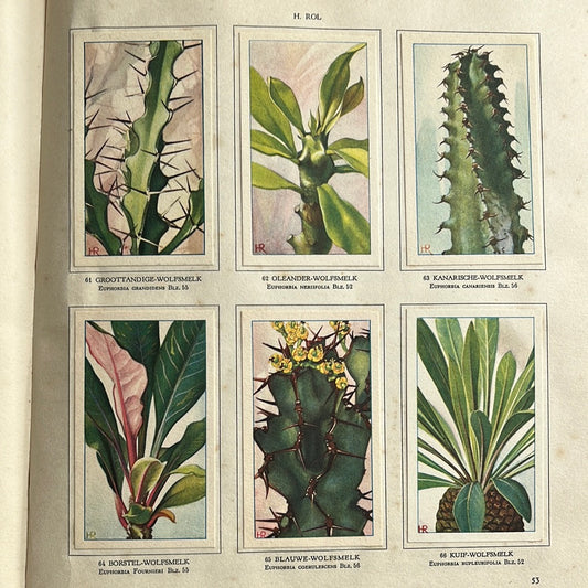 6 Verkade plaatjes Vetplanten 1932 (61-66)