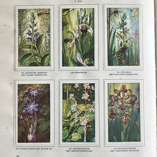 6 Verkade plaatjes De bloemen en haar vrienden 1934 (127-132)