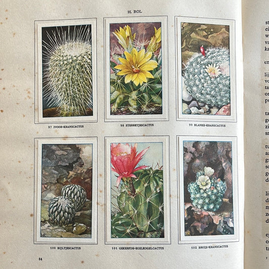 6 Verkade plaatjes Cactussen 1931 (97-102)