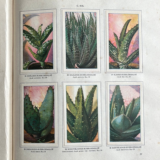 6 Verkade plaatjes Vetplanten 1932 (25-30)