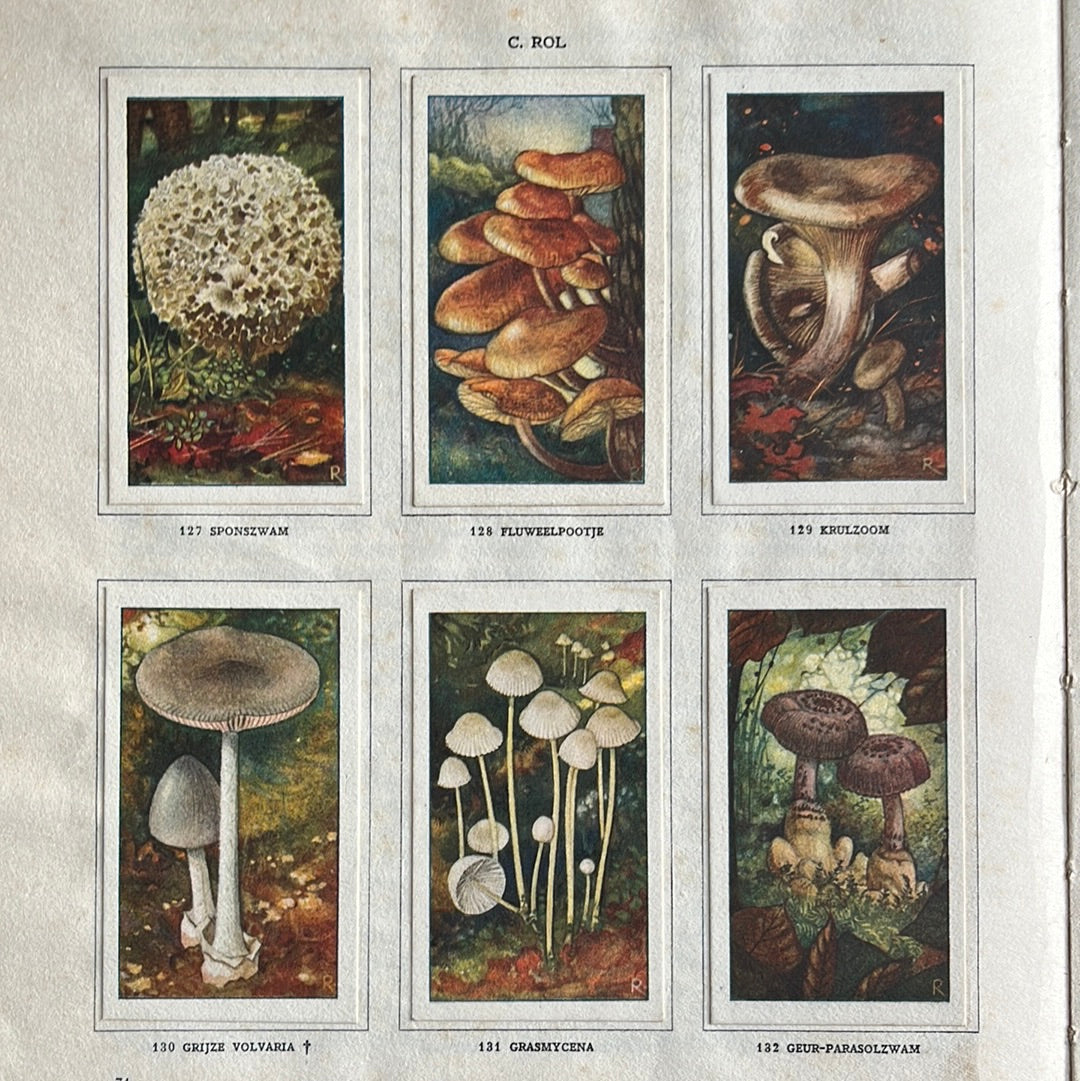 6 Verkade pictures Mushrooms 1929 (127-132)