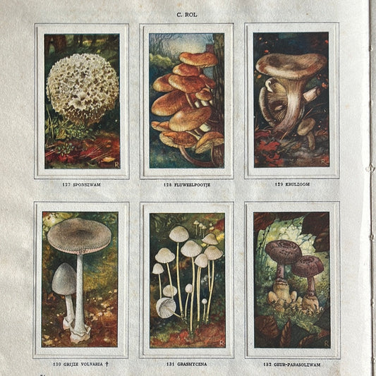 6 Verkade-Bilder Pilze 1929 (127-132)