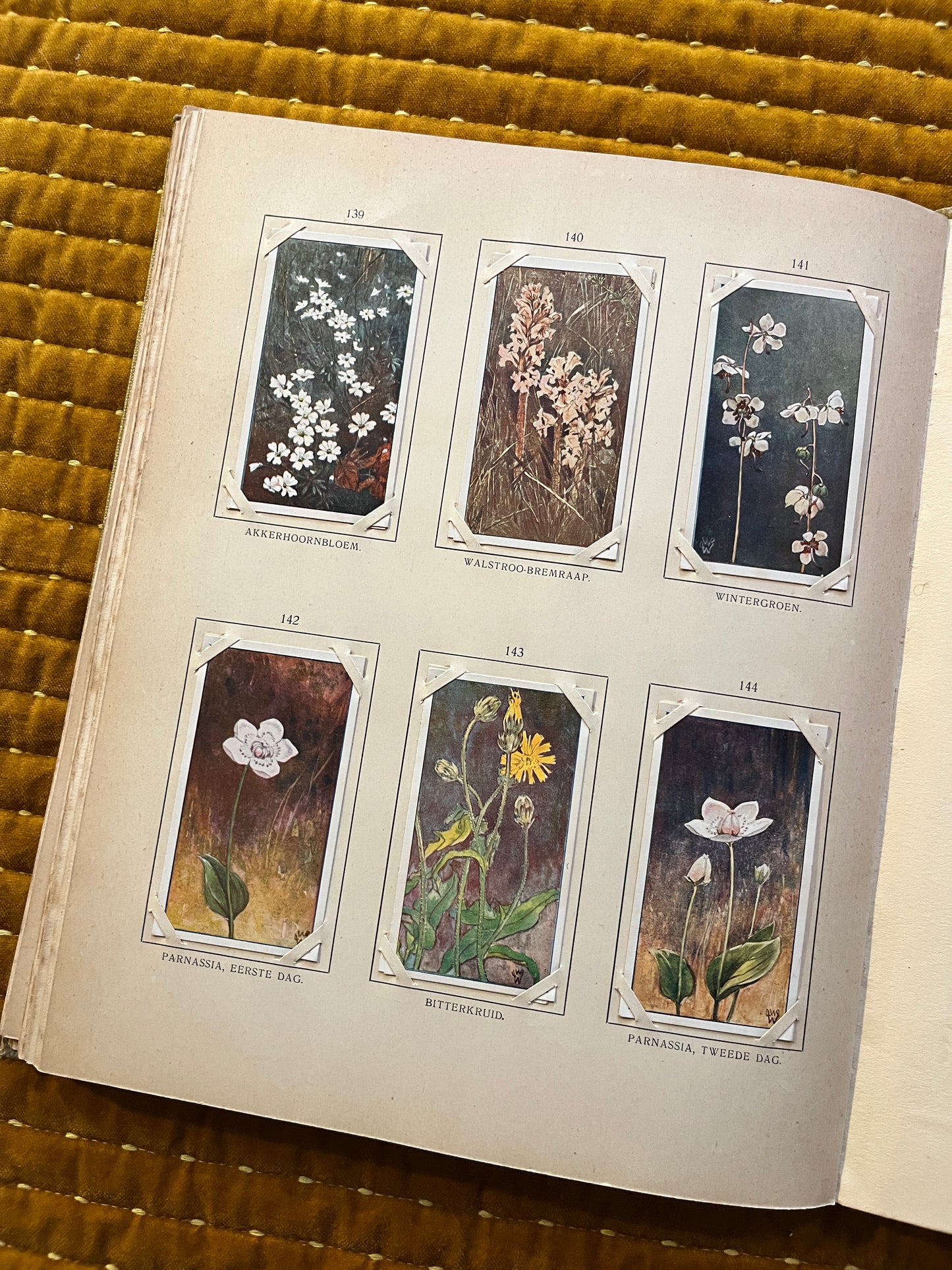 Blonde Duinen Verkade Plaatjesalbum 1910