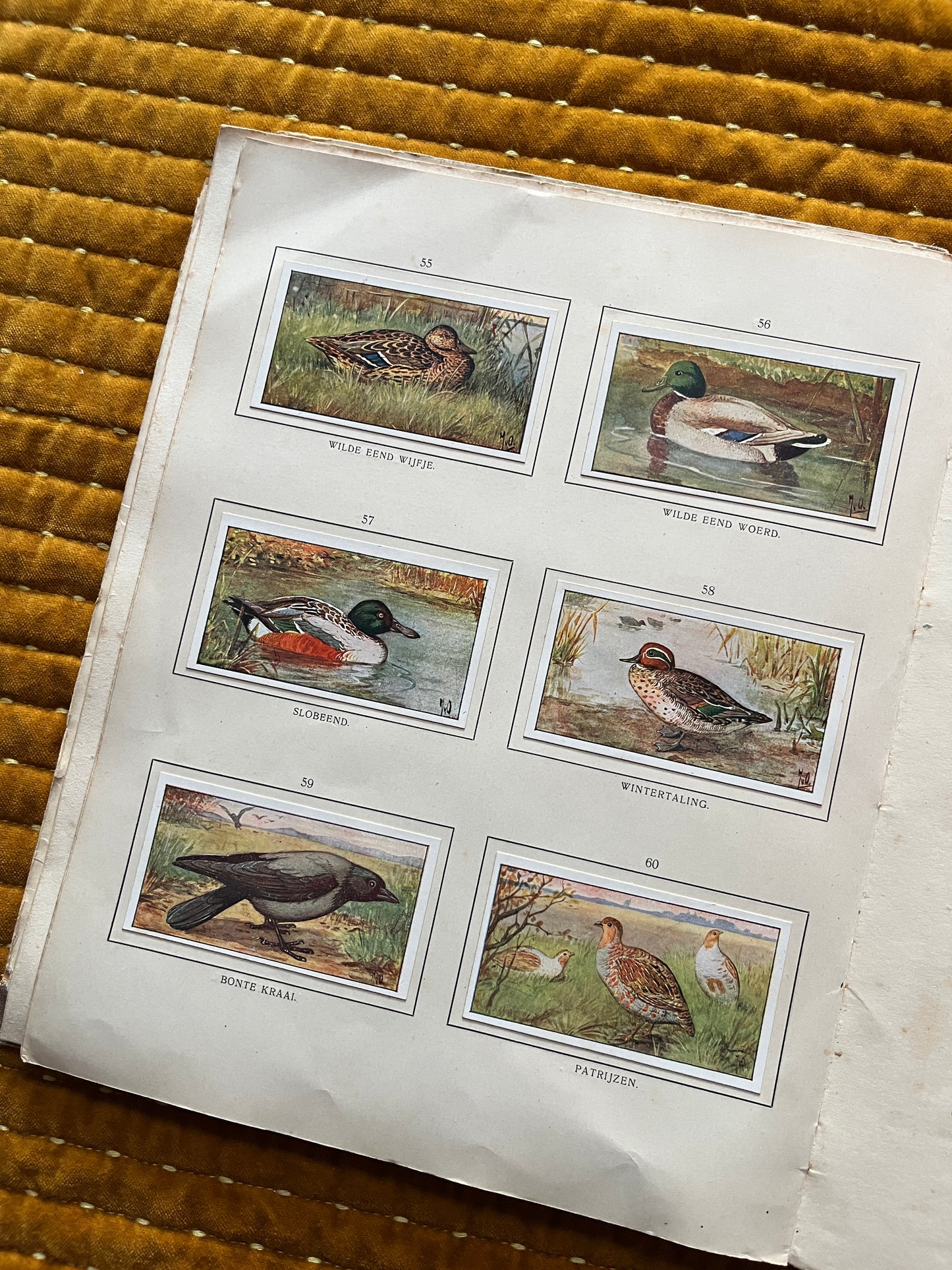 Herfst Verkade Plaatjesalbum 1910