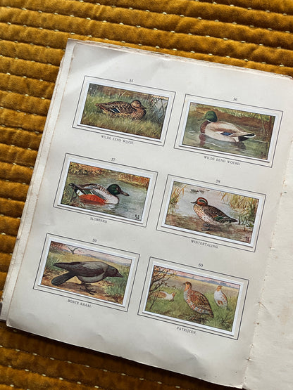 Herfst Verkade Plaatjesalbum 1910