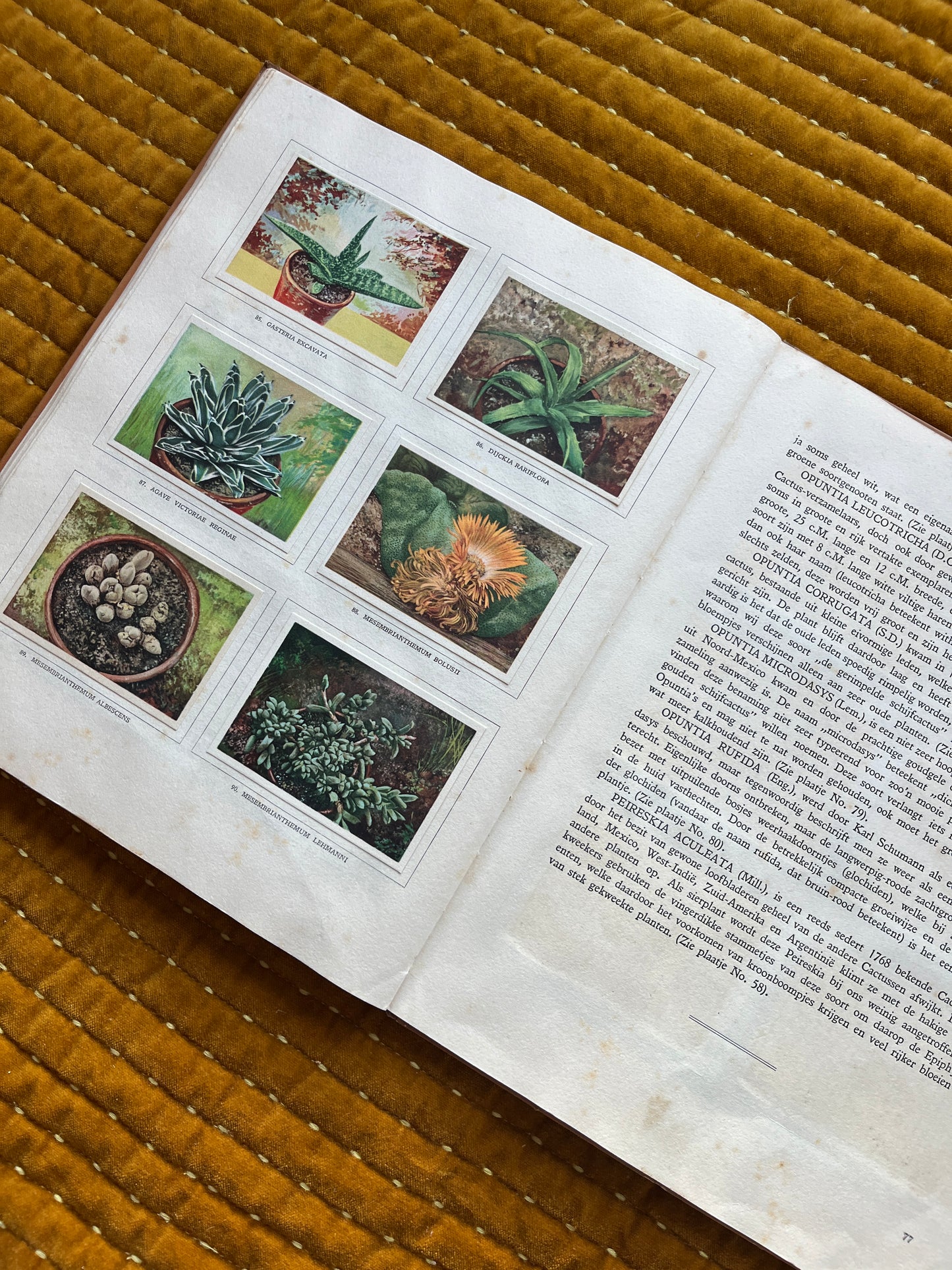 Cactus-Album Plaatjesalbum