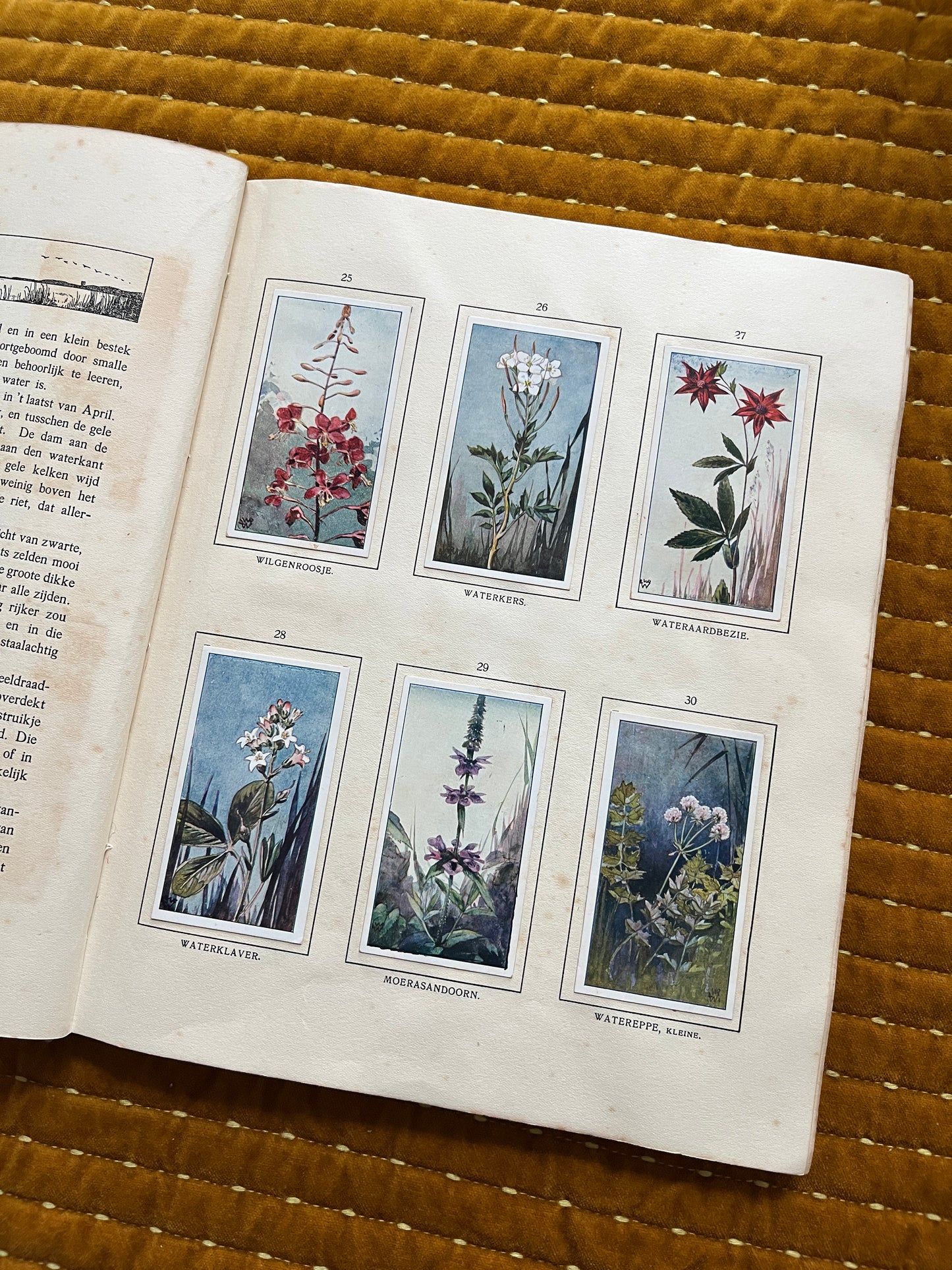 Das Naardermeer Verkade-Bilderalbum 1912