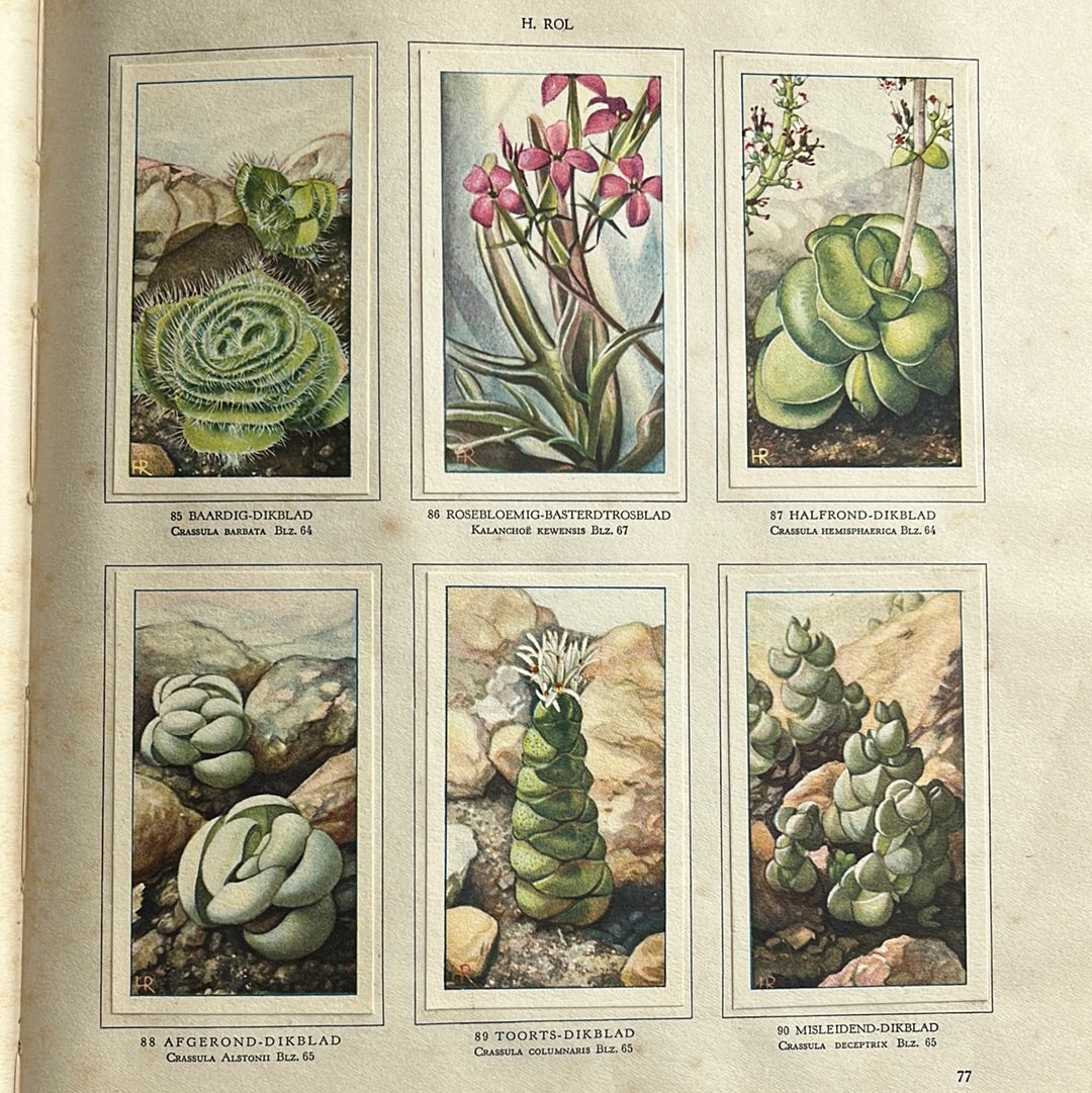 6 Verkade pictures Succulents 1932 (85-90)