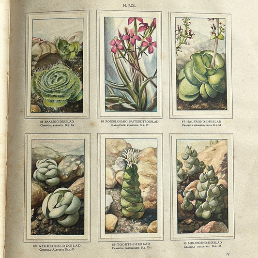 6 Verkade plaatjes Vetplanten 1932 (85-90)