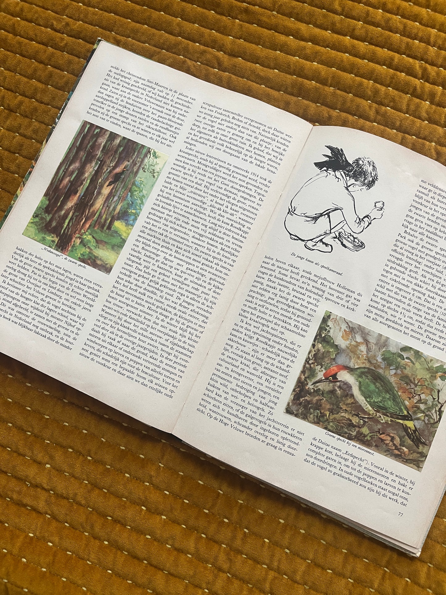 So lebt die Hoge Veluwe – Fotoalbum 1960