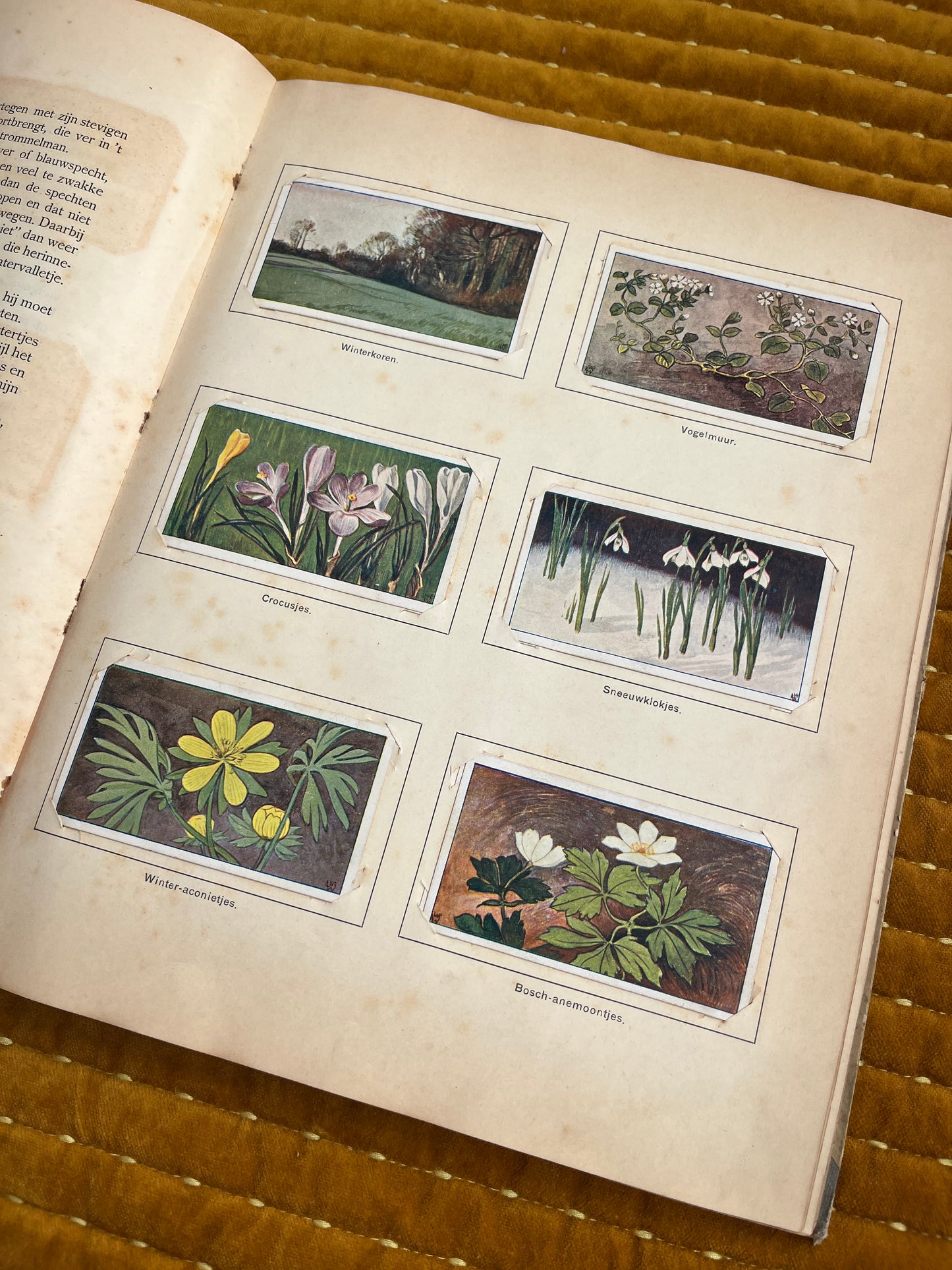 Lente Verkade Plaatjesalbum 1906