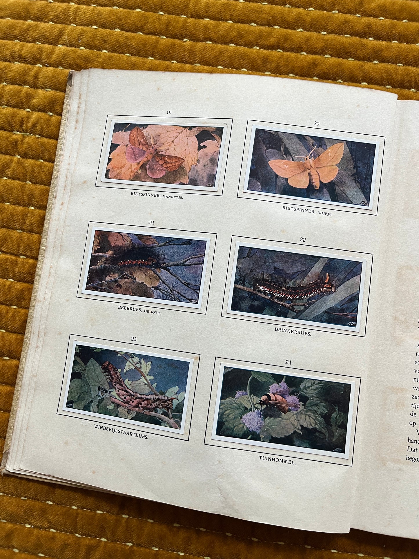 Das Naardermeer Verkade-Bilderalbum 1912