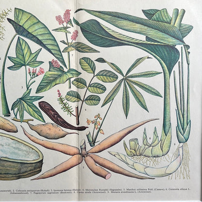 Vintage-Druck von Nahrungspflanzen 1962