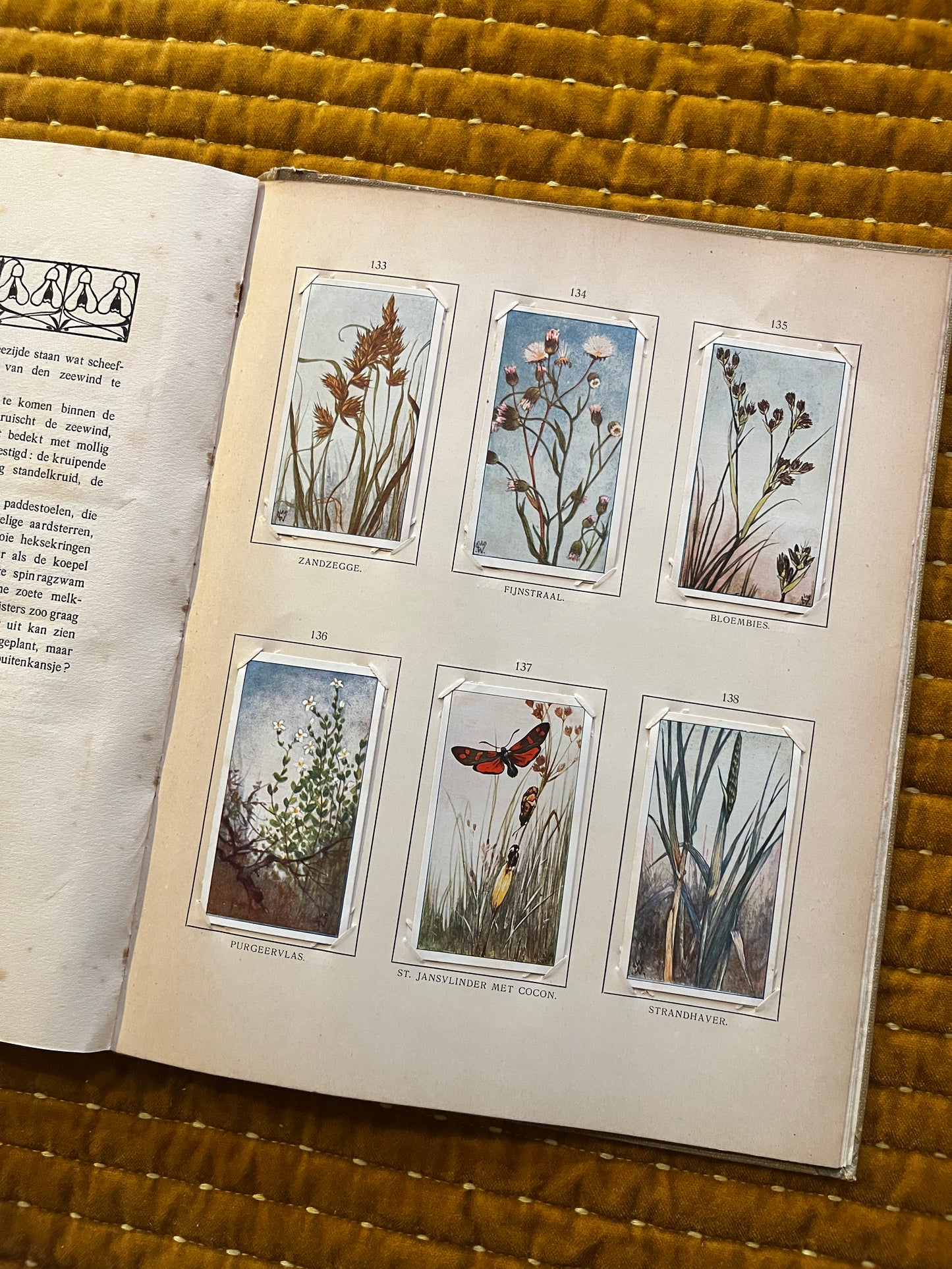 Blonde Duinen Verkade Plaatjesalbum 1910