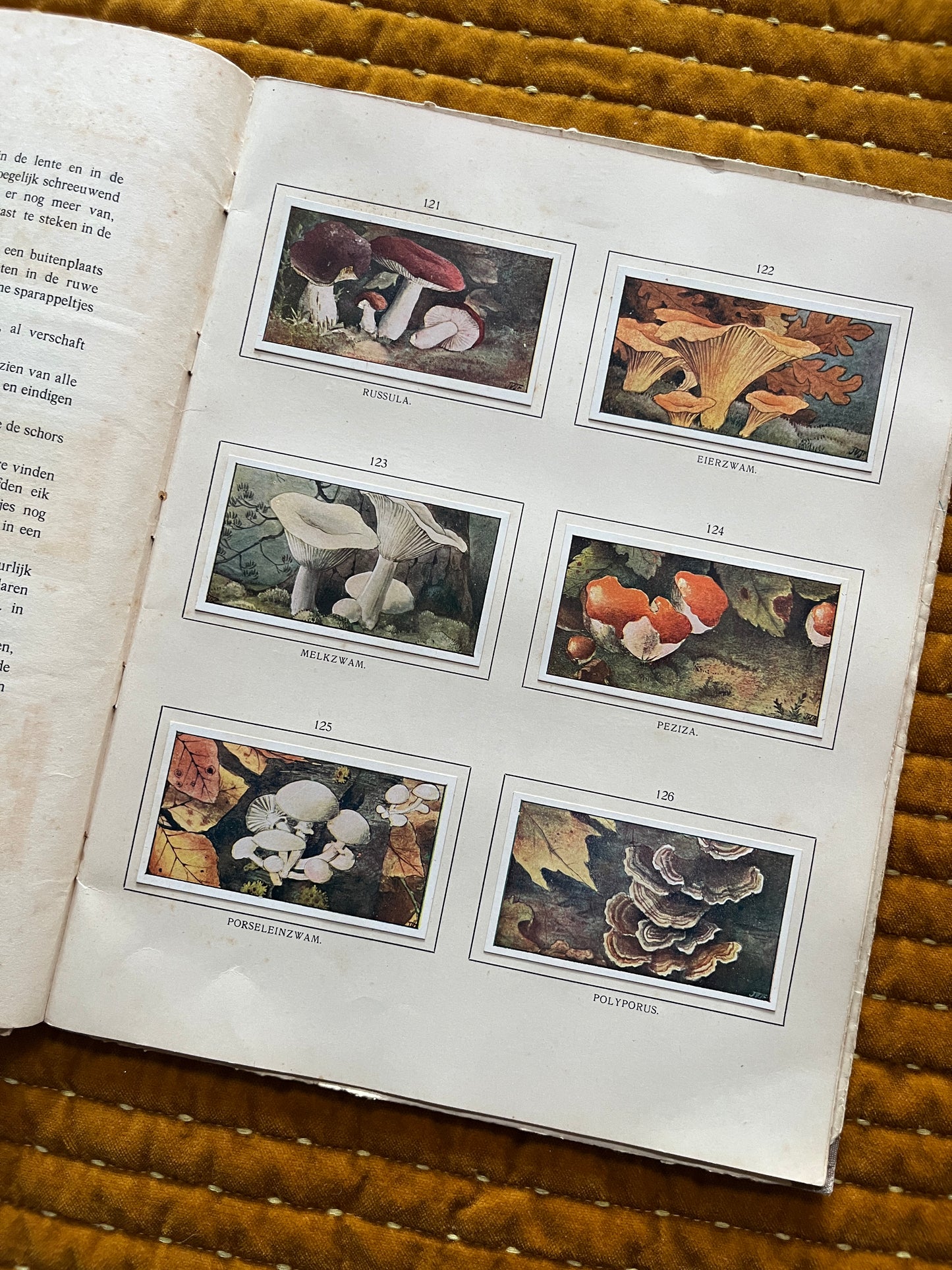 Herfst Verkade Plaatjesalbum 1910