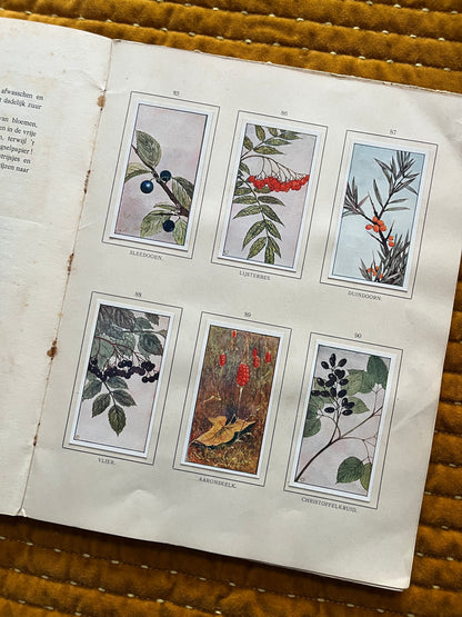 Herfst Verkade Plaatjesalbum 1910