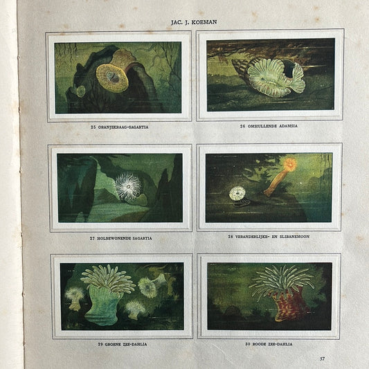 6 Verkade plaatjes Zeewateraquarium en terrarium 1930 (25-30)