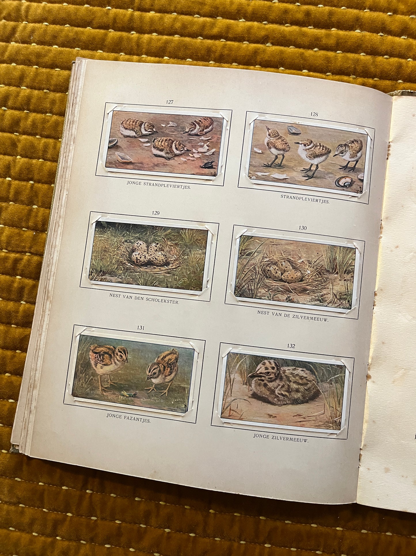 Blonde Duinen Verkade Plaatjesalbum 1910