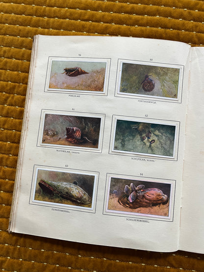 Das Naardermeer Verkade-Bilderalbum 1912