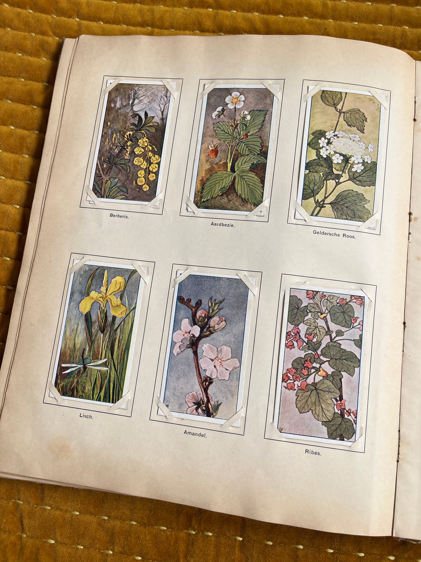 Lente Verkade Plaatjesalbum 1906