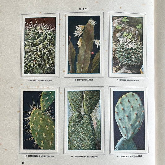 6 Verkade plaatjes Cactussen 1931 (7-12)
