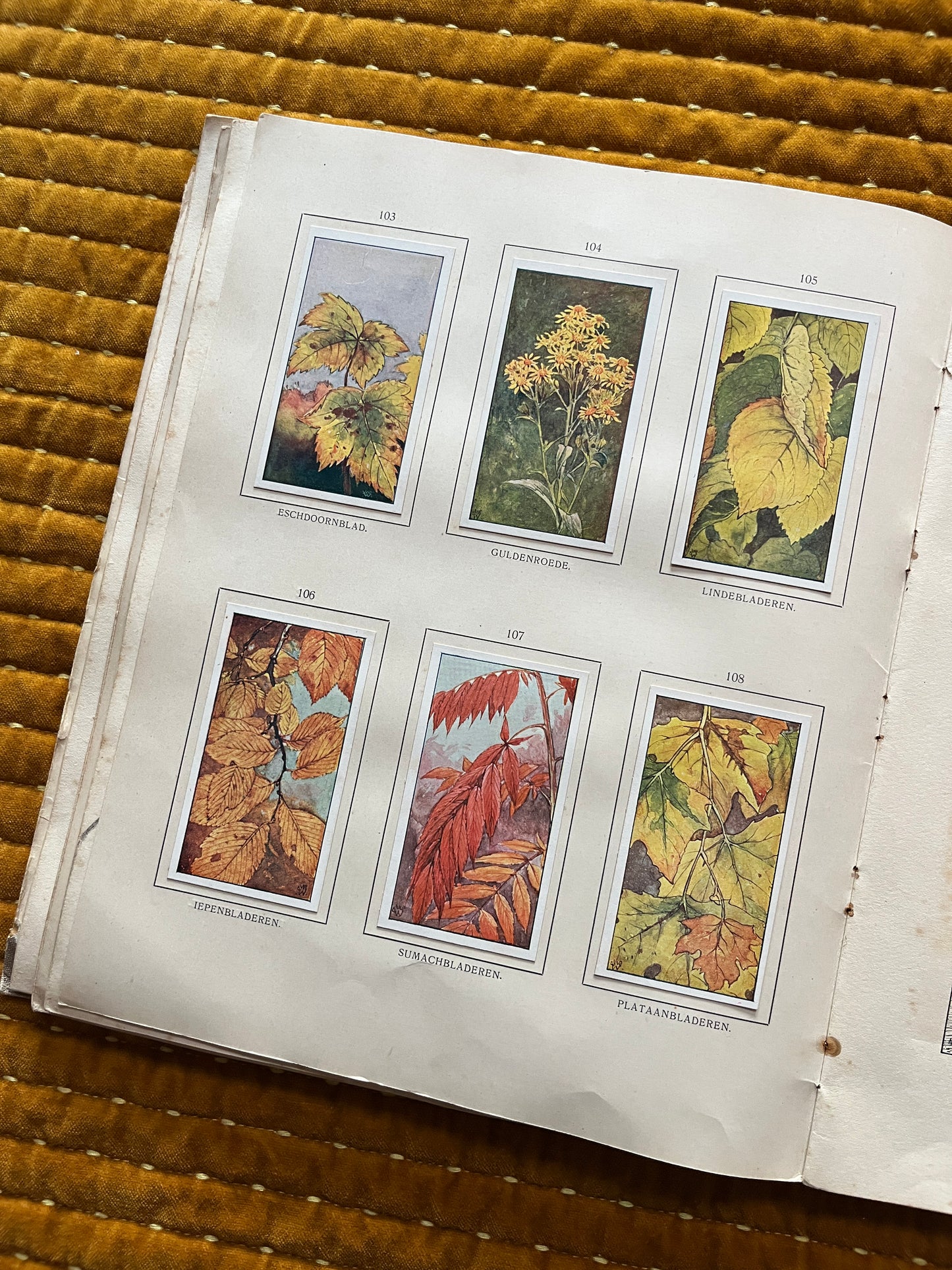 Herfst Verkade Plaatjesalbum 1910