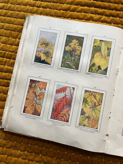 Herfst Verkade Plaatjesalbum 1910