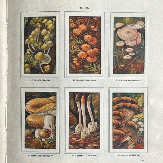 6 Verkade-Bilder Pilze 1929 (97-102)
