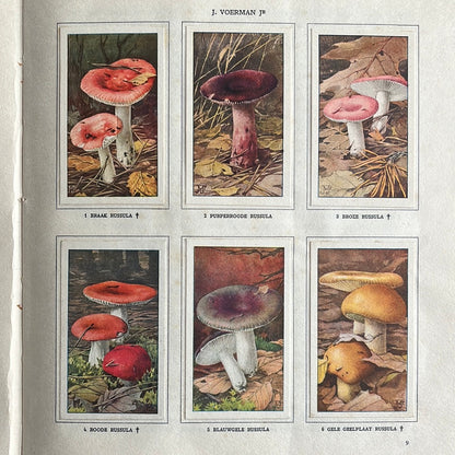 6 Verkade plates Mushrooms 1929 (1-6)