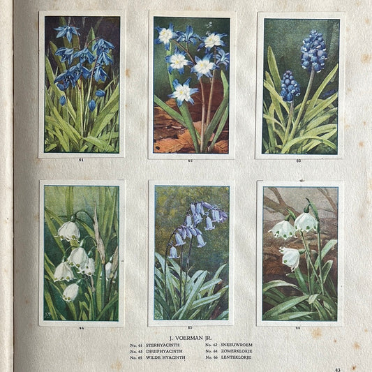 6 Verkade plaatjes De bloemen in onze tuin 1926 (61-66)