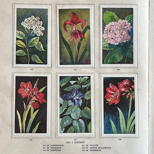 6 Verkade plaatjes Kamerplanten 1928 (103-108)