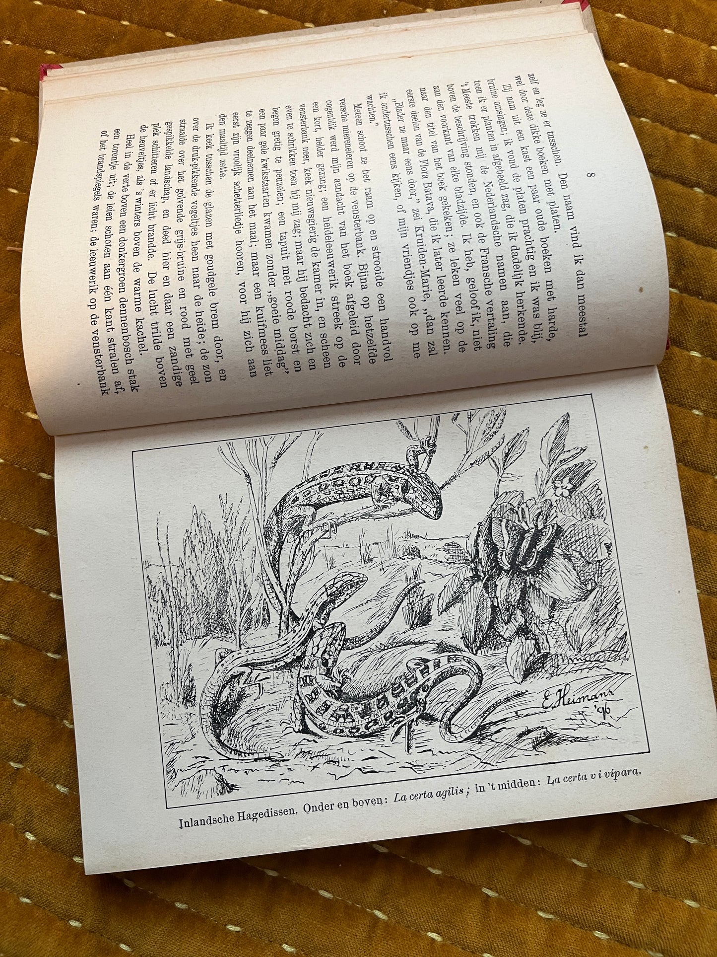 Hei en Dennen (1903)