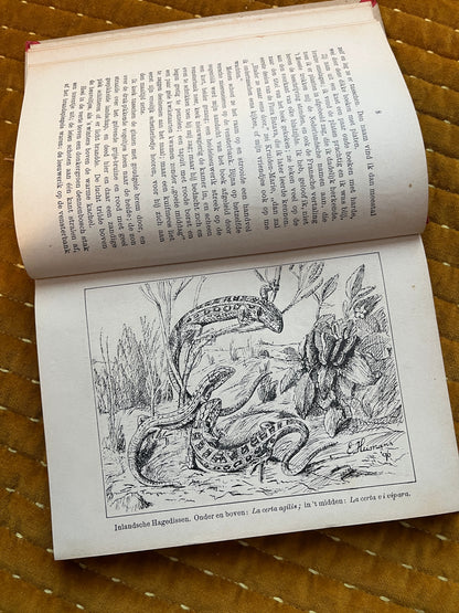 Hei en Dennen (1903)