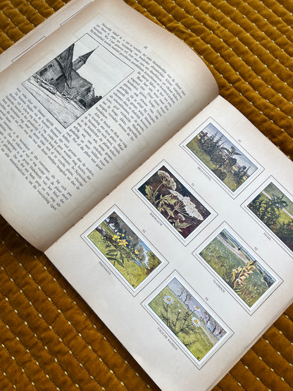 Zomer Verkade Plaatjesalbum 1908 (tweede druk)