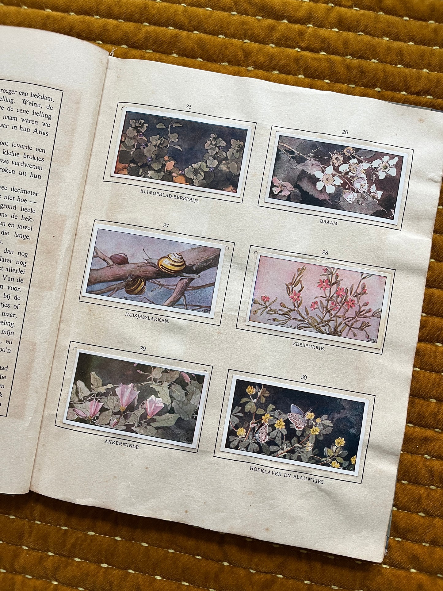 Das Bonte Wei Verkade-Bilderalbum 1911