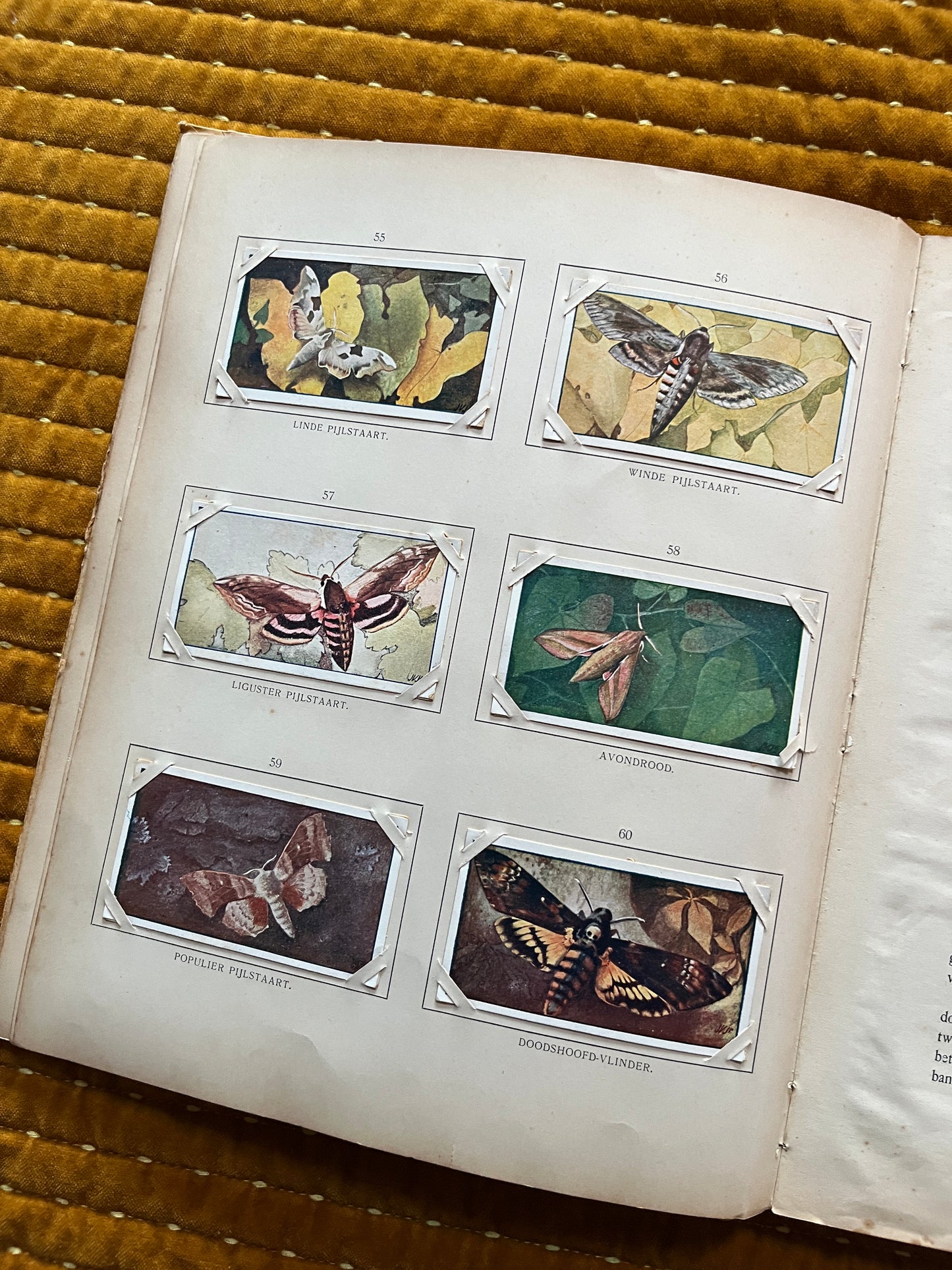 Zomer Verkade Plaatjesalbum 1907