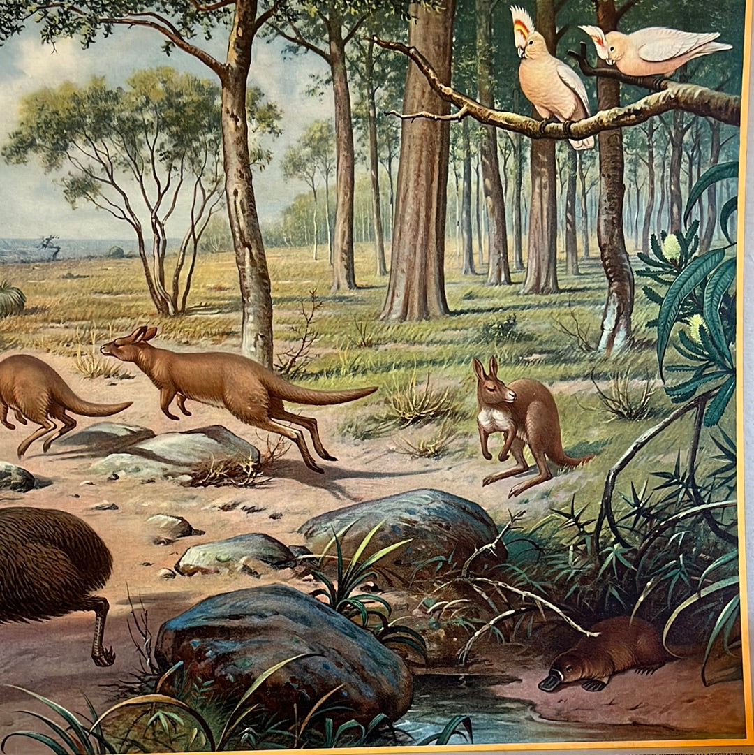 Vintage schoolplaat Uit de Australische dierenwereld van M.A. Koekkoek.