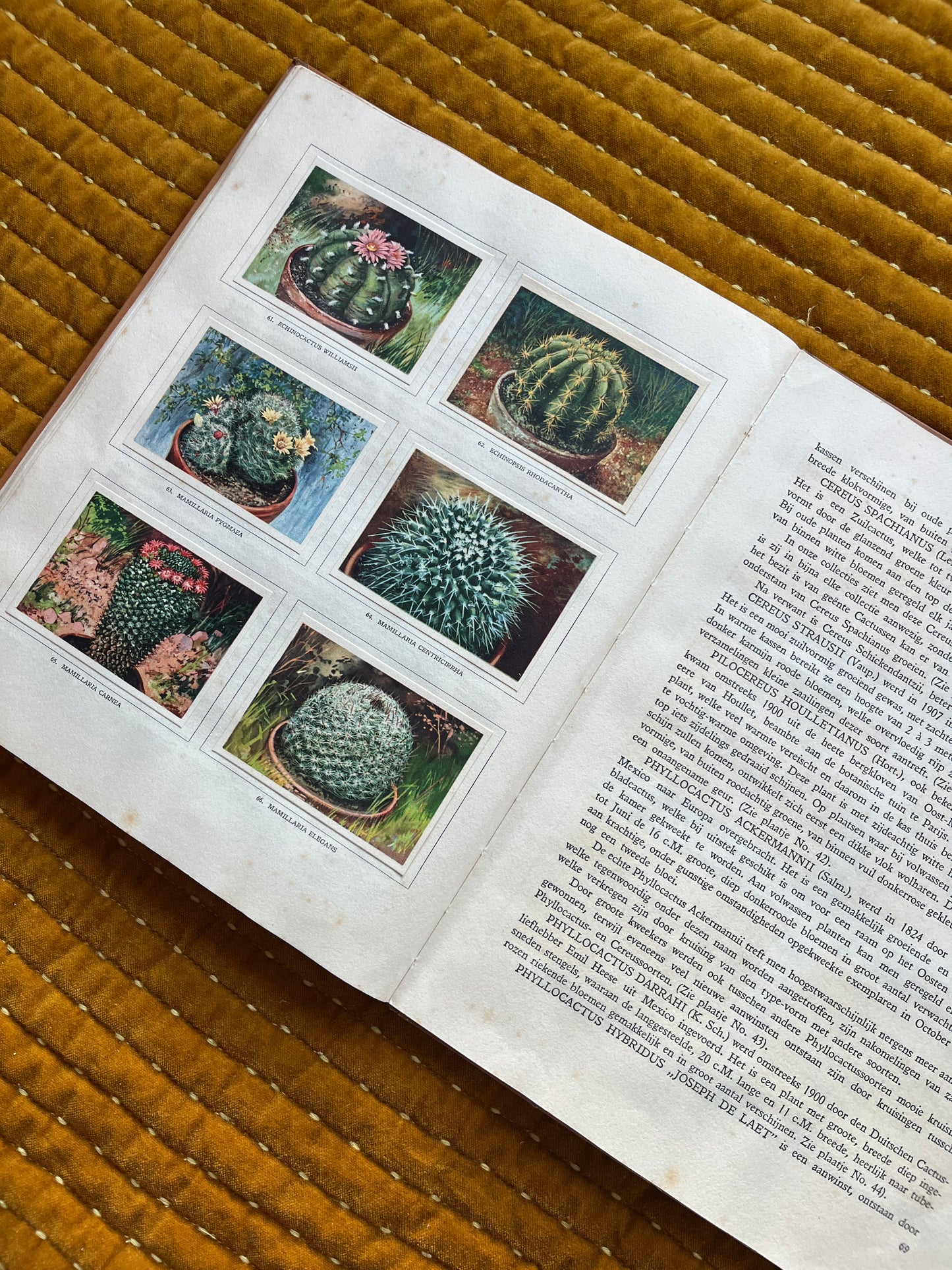 Cactus-Album Plaatjesalbum