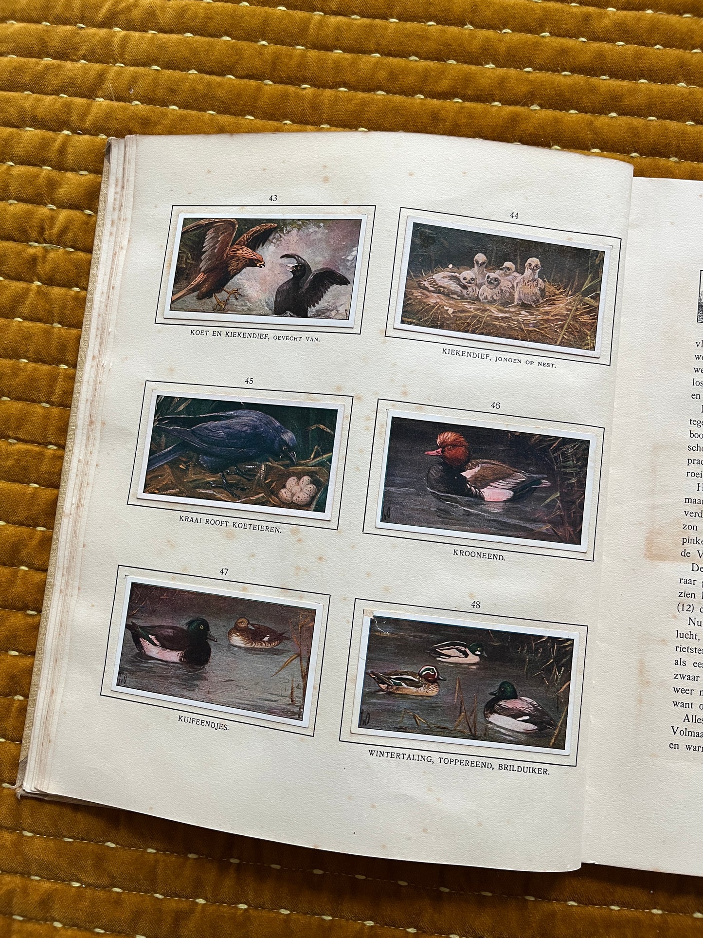 Das Naardermeer Verkade-Bilderalbum 1912