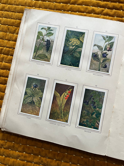 Herfst Verkade Plaatjesalbum 1910