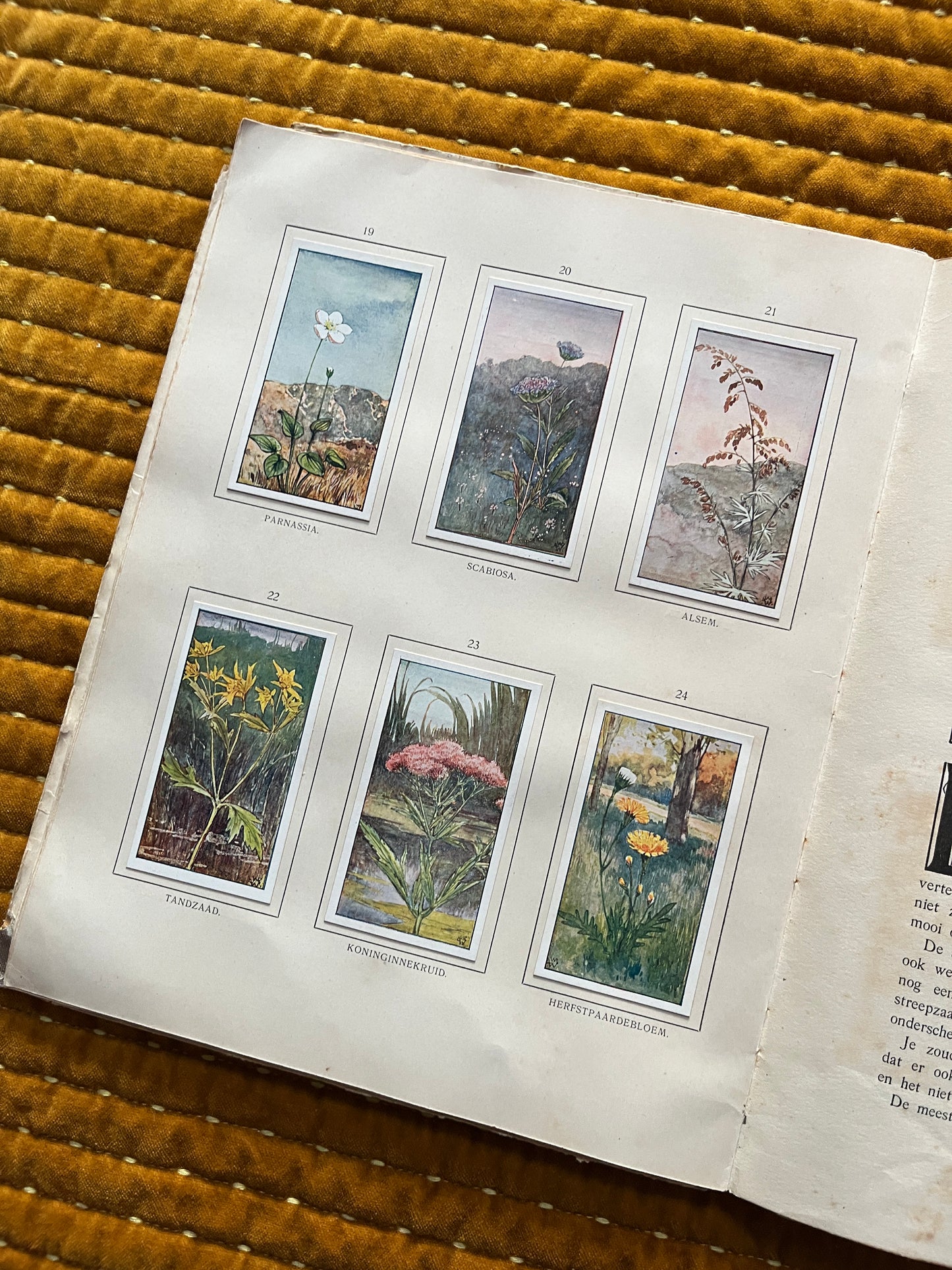 Herfst Verkade Plaatjesalbum 1910