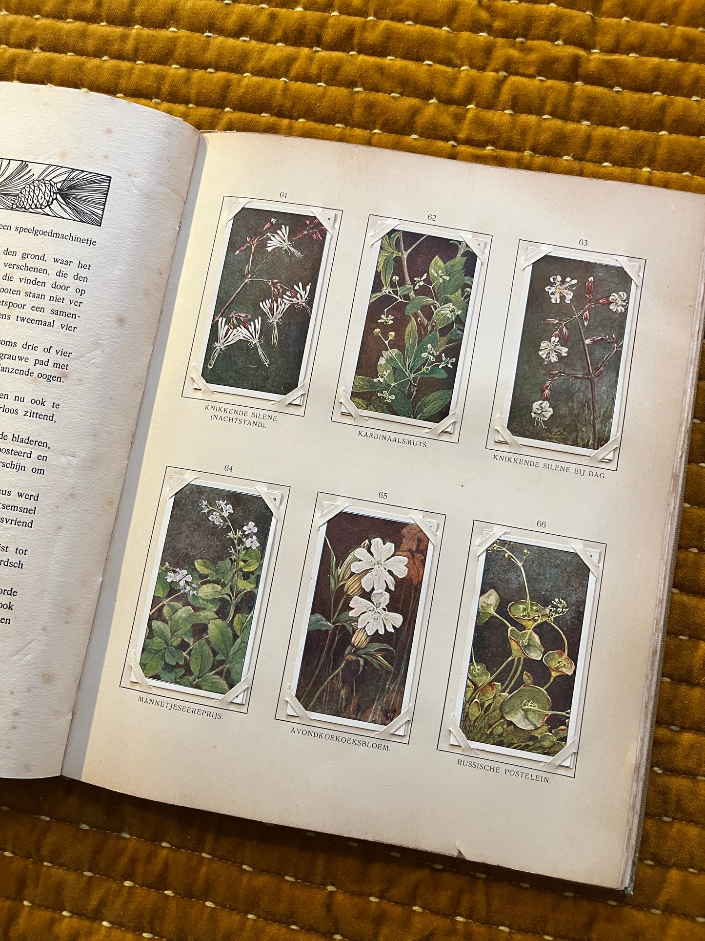 Blonde Duinen Verkade Plaatjesalbum 1910